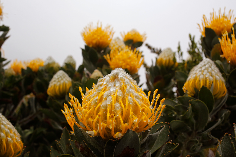 Water drops are seen on yellow Protea plants growing wild on Table Mountain national park, above the city of Cape Town. Thousands of tourist visit the Table Mountain national park yearly were a great many types of flowers species can be found including the King Protea that is the national flower of South Africa. Image: AP Photo/Schalk van Zuydam